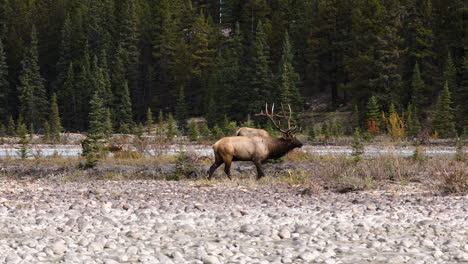 Bull-elk-with-big-antlers-walking-and-bugling-on-river-bank,-panning-shot