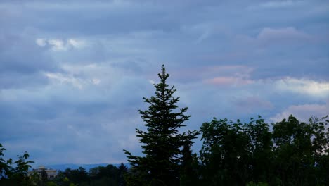 Timelapse-of-trees-shake-in-wind,-giant-clouds-passing-by
