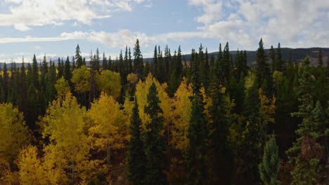 Niedrige-Luftüberführung-über-Dem-Wald-Von-British-Columbia-In-Leuchtenden-Herbstfarben