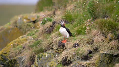 One-puffin-watching-around-with-passing-seagull,-on-cliff
