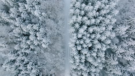 Verschneiter-Wald-Mit-Schmalem-Pfad-Zwischen-Bäumen-Im-Bois-Du-Grand-Jorat-Bei-Lausanne,-Kanton-Waadt,-Schweiz