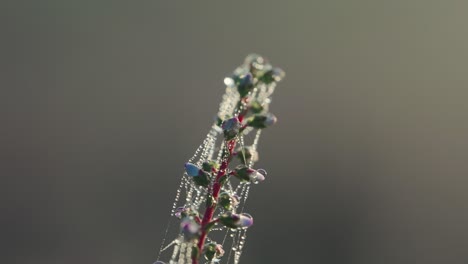 View-Of-Morning-Dew-Drops-On-Plants-And-Webbing