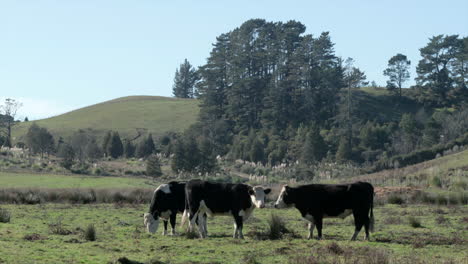 Tres-Vacas-Sin-Preocupaciones-Pastando-En-El-Prado