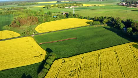 Aerial-View-Of-Flowering-Yellow-Rapeseed-Field---beautiful-outdoor-countryside-scenery---drone-shot