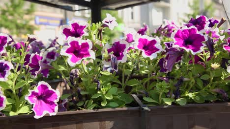 Purple-petunia-pot-decorating-urban-public-space-close-up