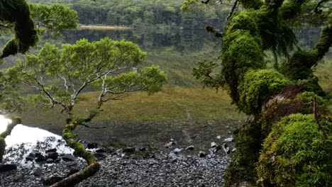 Foreground-Moss-Covered-Tree-with-Lake-in-Background