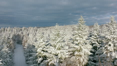 Winter-wonderland-forest-full-of-pine-trees-in-Jorat-Woods-near-Lausanne,-Vaud-Switzerland