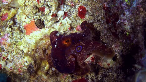 Mototi-Occellate-Octopus-Lembeh-Indonesien-4k-25fps
