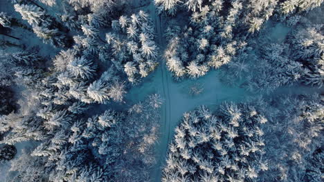 Aerial-View-Of-Isolated-Track-Amidst-Frozen-Pine-Woods-In-Grand-Jorat-Forest-Near-Lausanne,-Vaud-Switzerland