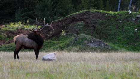 Male-elk-with-huge-antlers-bugles-in-field-during-elk-rutting-season