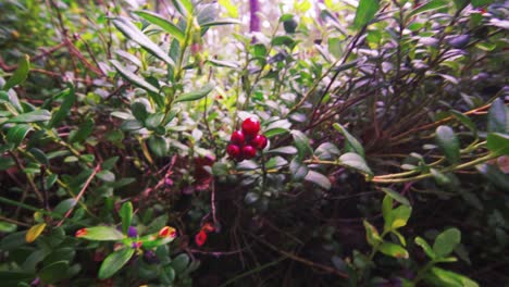 Handheld-shot-of-lingonberry-plant-with-leaves-and-red-fruits,-day