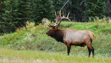 Elk-In-Rut-Looking-Around-The-Meadow-In-Alberta,-Canada
