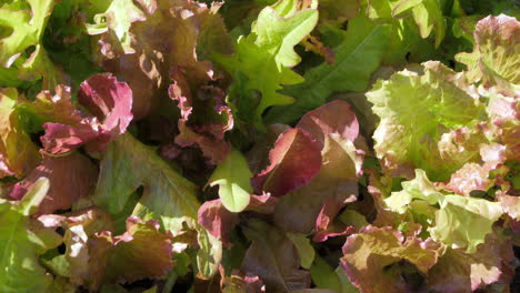 Nahaufnahme-Von-Frischem-Bio-Salat,-Der-In-Einem-Kleinen-Garten-Wächst