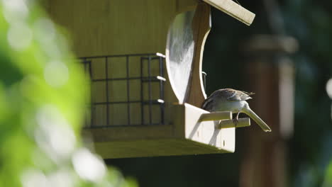 House-Sparrow-Eating-From-A-Bird-Feeder-In-Sunlight