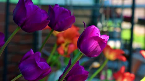 Purple-Tulips-Swaying-In-The-Wind-Against-Bokeh-Background