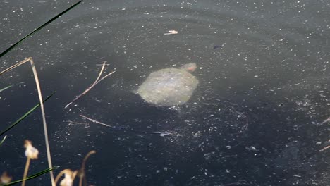 Eine-Rotwangen-Schmuckschildkröte-Macht-Eine-Rechtskurve-Beim-Schwimmen-In-Einem-Teich,-Fountain-Hills,-Arizona