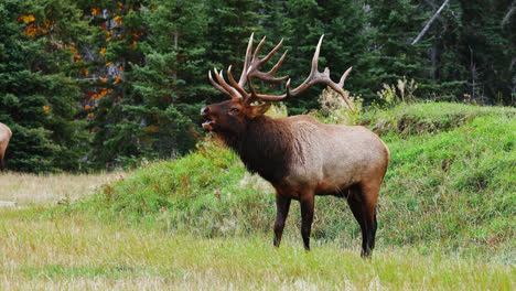 Large-Elk-Wandering-At-The-Grassland-During-Rutting-Season-In-Alberta,-Canada