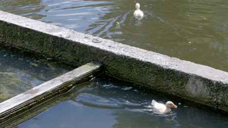 Kleine-Enten,-Die-Im-Seichten-Wasser-Schwimmen