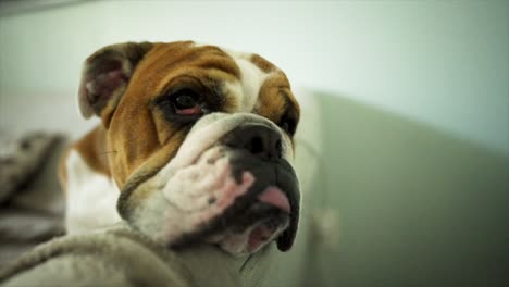 Fauler-Englischer-Bulldoggenwelpe,-Der-Mit-Herausgestreckter-Zunge-Auf-Der-Couch-Sitzt