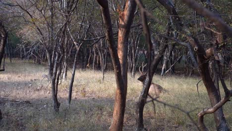 Hirschmännchen,-Das-Auf-Wiesen-Des-Ranthambore-Nationalparks-In-Indien-Ruht