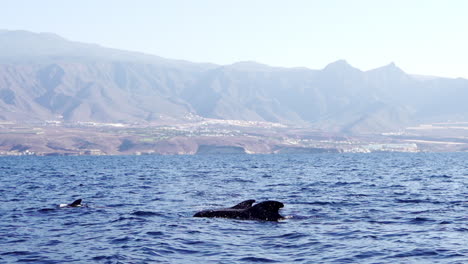 Gewöhnliche-Delfine-An-Der-Costa-Adeje-Auf-Teneriffa,-Spanien