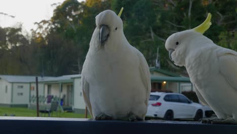 Two-yellow-crested-cockatoos-eating-bread-on-a-veranda-in-Australia