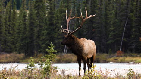 Isolated-shot-of-majestic-bull-elk-with-massive-antlers-standing-alert