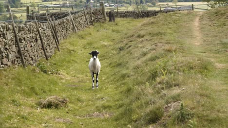The-White-Black-Young-Sheep-walks-towards-the-camera-real-time