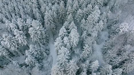 Revealing-Shot-Of-Vast-Dense-Thicket-Over-Jorat-Woods-During-Winter-Near-Lausanne,-Canton-Of-Vaud,-Switzerland