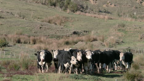 Vacas-Corriendo-En-Un-Rebaño-Por-El-Prado