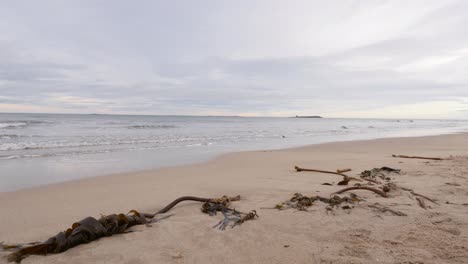 Partially-buried-brown-seaweed-washed-up-on-a-sandy-beach-after-a-storm