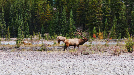 Bull-elk-in-rut-with-giant-antlers-walking-amongst-female-elk,-Alberta-Canada