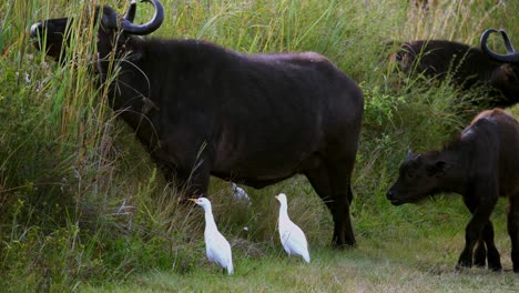 Static-shot-of-a-buffalo-eating-grass-with-its-young-by-side-with-2-egrets-alongside