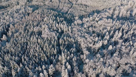 Snowscape-Pine-Woods-At-Bois-Du-Jorat-Forest-During-Winter-Near-Lausanne-City,-Vaud,-Switzerland