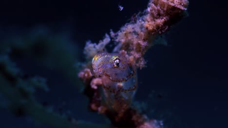 Pygmy-Squid-Lembeh-Indonesia-4k-25fps