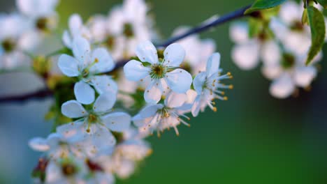 Flores-De-Sakura-Blancas-Contra-El-Telón-De-Fondo-Del-Bokeh-En-La-Puesta-De-Sol-De-Primavera