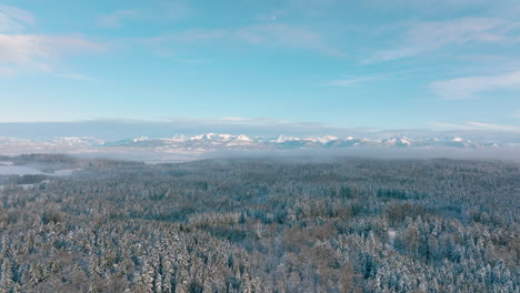 Panoramic-View-Of-Snowscape-Dense-Thicket-Of-Bois-du-Grand-Jorat-Near-Lausanne-With-Alps-Backdrop