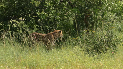 Malerischer-Blick-Auf-Einen-Einzelnen-Leoparden-In-Hohem-Grünem-Buschgras-Und-Bäumen,-Die-Stehen-Und-Gehen,-Sabi-Sands-Game-Reserve,-Südafrika,-Blick-Auf-Augenhöhe