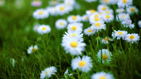 Blossoming-Common-Daisies-In-The-Grass-Spring-Background