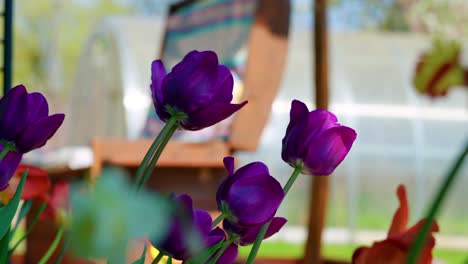 Coloridos-Tulipanes-Floreciendo,-Balanceándose-Mientras-El-Viento-Sopla-Durante-El-Día