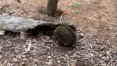 Closeup-Of-A-Wild-Echidna-In-The-Australian-Bush