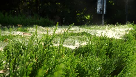 Dicke-Spinnweben-Auf-Grünen-Sträuchern-An-Sonnigen-Tagen,-Statische-Aufnahme,-4k