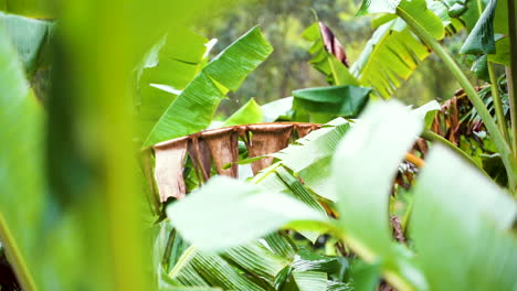 Close-up-heavy-rainfall-on-tropical-green-banana-leaf-,-slow-motion-shot