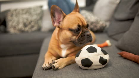 Französische-Bulldogge,-Die-Sich-Auf-Einem-Sofa-Mit-Einem-Ballspielzeug-Hinlegt