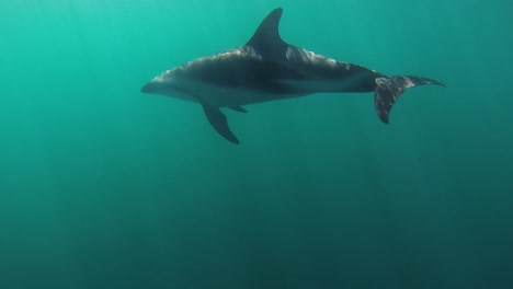 Delfines-Oscuros-Nadando-Bajo-El-Agua,-Plano-Medio,-Cámara-Lenta