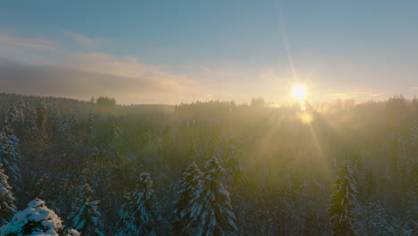 Bright-Sun-During-Sunset-Shining-Over-Snowy-Pine-Trees-At-Jorat-Woods-Near-Froideville-Village-In-Vaud,-Switzerland