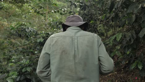 Following-a-coffee-farmer-and-walking-through-jungle-bush-nature-on-dirt-road-to-the-plantation-to-harvest-the-beans-in-forest-jungle-seeing-only-the-top-body-Sierra-Nevada-Colombia