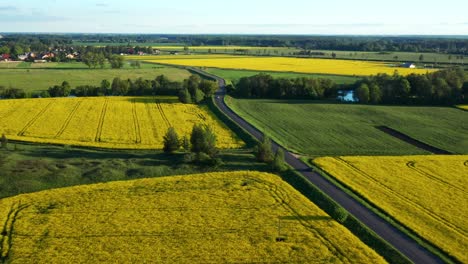Picturesque-Of-Country-Road-Through-A-Rapeseed-Fields-On-Sunny-Day