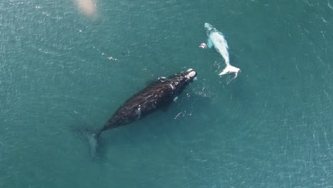 withe-baby-whale-swimming-around-the-mother,-Drone-moving-Up