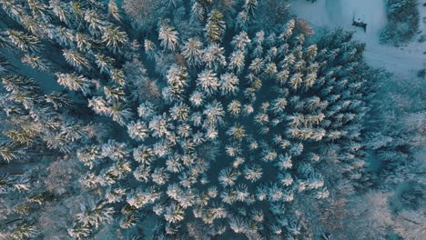 Drone-Flying-Over-Dense-Pine-Woods-At-Wintertime-In-Jorat-Near-Lausanne,-Vaud,-Switzerland
